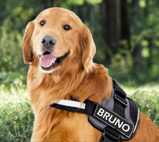 VERDANAE   - CUSTOM FIT NO-PULL DOG HARNESS